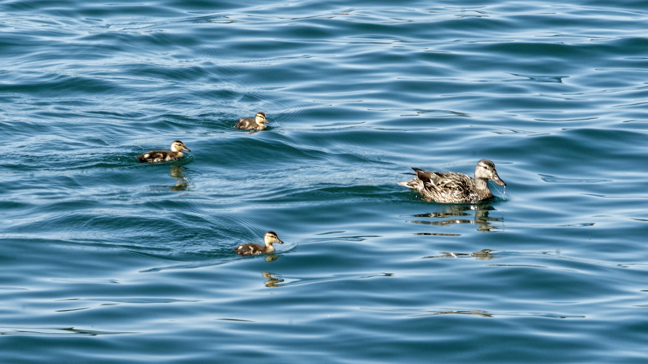 20190806-103512••Two Harbors•Minnesota•USA